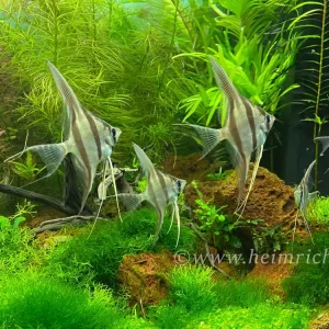 ALTUM-Skalar spec. RIO INIRIDA, small 10er-Gruppe (Pterophyllum altum WFNZ) Preiswert