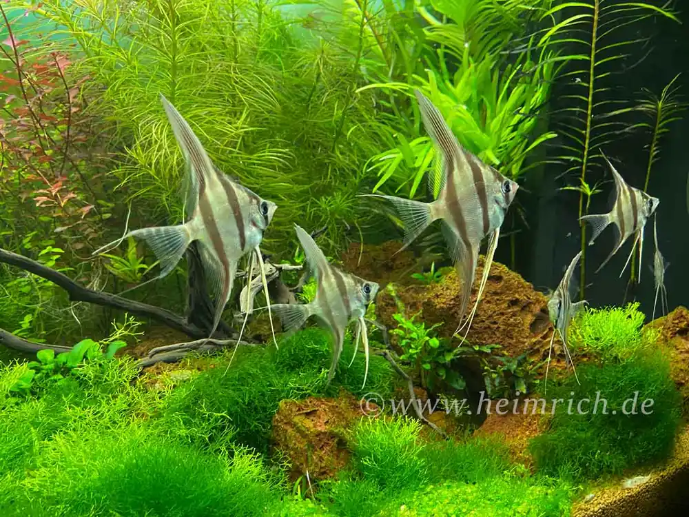 ALTUM-Skalar spec. RIO INIRIDA, small 10er-Gruppe (Pterophyllum altum WFNZ) Preiswert