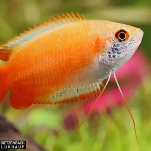 Neu Honiggurami GOLD spec Super Red (Colisa chuna)