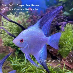 Saisonangebot Skalar Seal Point Bulgarien Green, XL 2er-Gruppe (Pterophyllum scalare)