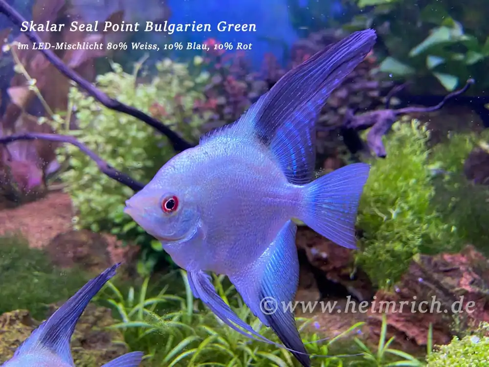 Saisonangebot Skalar Seal Point Bulgarien Green, XL 2er-Gruppe (Pterophyllum scalare)
