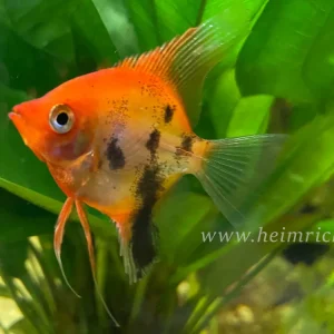 Must-Have Skalar Marmor Super Red, med (Pterophyllum scalare)