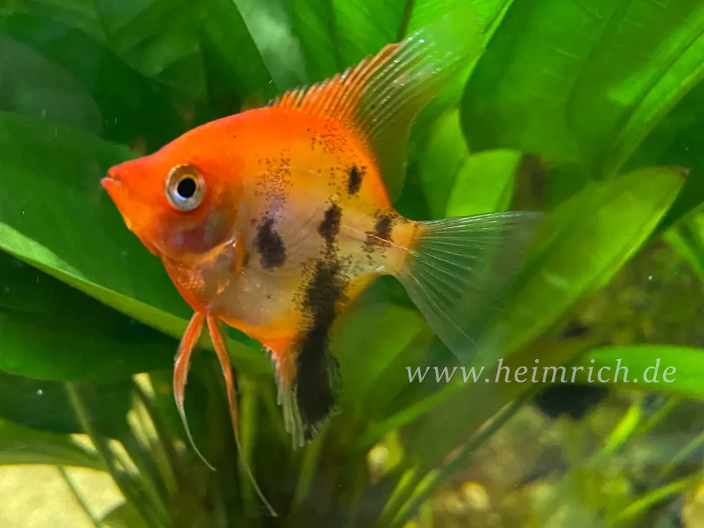 Must-Have Skalar Marmor Super Red, med (Pterophyllum scalare)