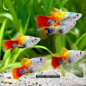 Xiphophorus maculatus spec Blue Butterfly Mickey Mouse - 3er-Gruppe (4-farbiger Platy) Sonderaktion
