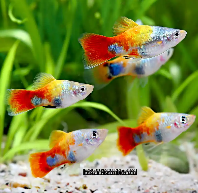 Xiphophorus maculatus spec Blue Butterfly Mickey Mouse - 3er-Gruppe (4-farbiger Platy) Sonderaktion