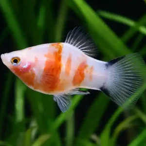 Xiphophorus maculatus spec Bleeding Heart - 3er-Gruppe (Platy Blutendes Herz) Sichere Zahlung