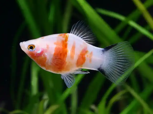 Xiphophorus maculatus spec Bleeding Heart - 3er-Gruppe (Platy Blutendes Herz) Sichere Zahlung