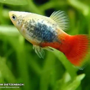 Bestseller Xiphophorus maculatus spec Blau Tuxedo Firetail - female (Platy Blau Tuxedo Firetail)