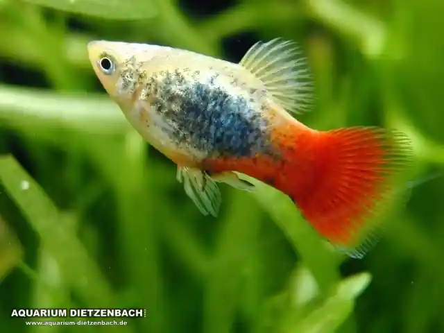 Bestseller Xiphophorus maculatus spec Blau Tuxedo Firetail - female (Platy Blau Tuxedo Firetail)