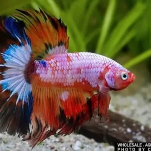 Preisknaller Siam. Kampffisch Halfmoon Fancy Multicolor (Betta splendens)