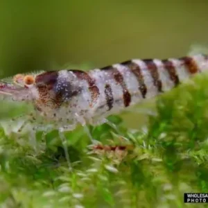 Schneller Versand Caridina babaulti spec. Indian Zebra 10er-Gruppe (Zwerggarnele Indien Zebra)