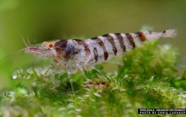 Schneller Versand Caridina babaulti spec. Indian Zebra 10er-Gruppe (Zwerggarnele Indien Zebra)
