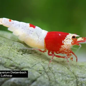 Schnäppchen Caridina logemanni spec. Crystal Red, 30er-Gruppe (Kristallrote Zwerggarnele)
