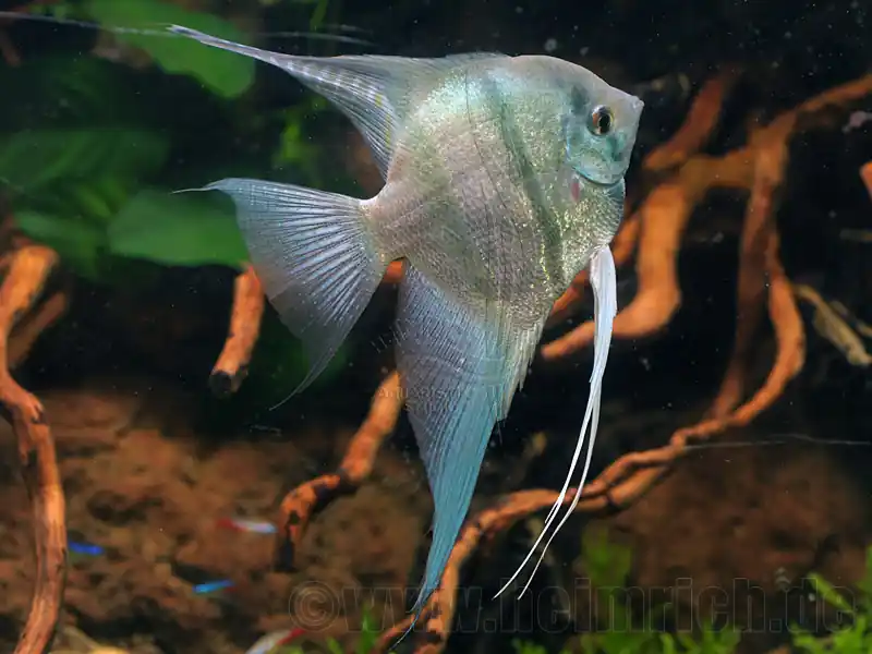 Skalar spec. 'Blaue Lagune', XL 4er-Gruppe (Pterophyllum spec.) Super-Preis