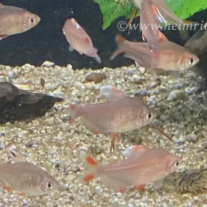 Hyphessobrycon bentosi, SHOW 5er-Gruppe (Weißspizen-Schmucksalmler) Angebot