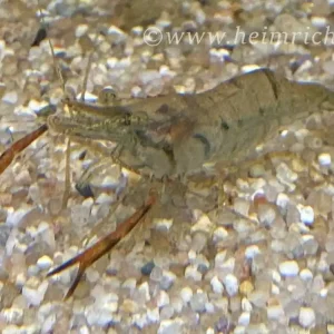 Super-Preis Macrobrachium assamense, 5er-Gruppe (Ringelhandgarnelen)