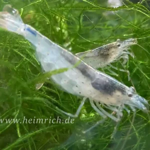 Letzte Chance Caridina multidentata , 5er-Gruppe (Amanogarnele King Size SHOW)