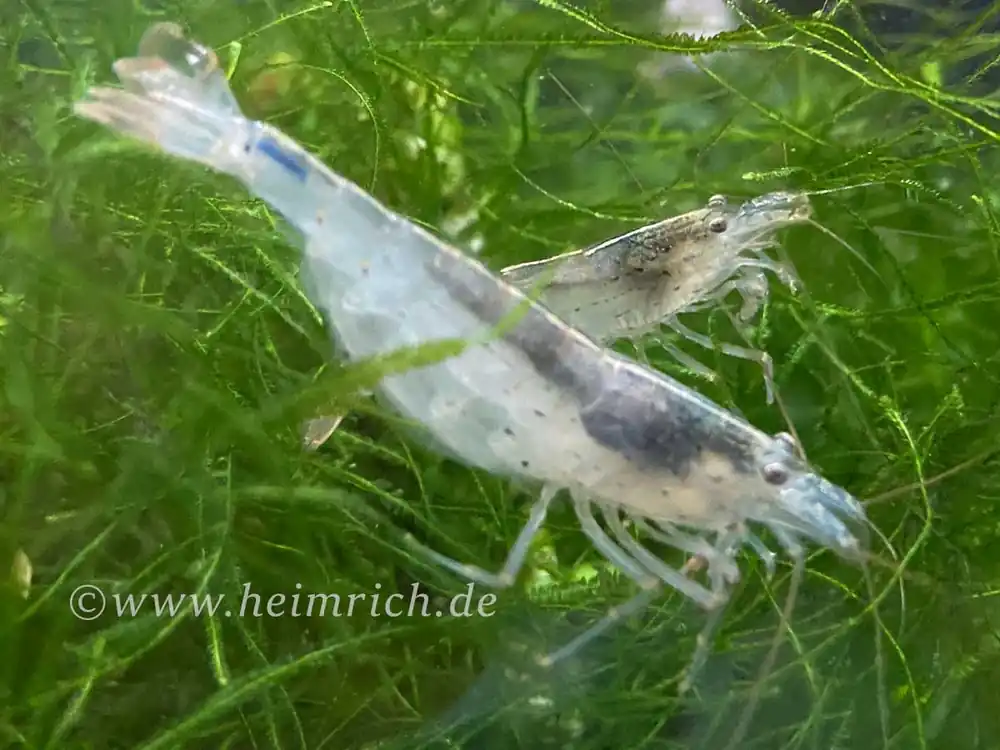 Letzte Chance Caridina multidentata , 5er-Gruppe (Amanogarnele King Size SHOW)