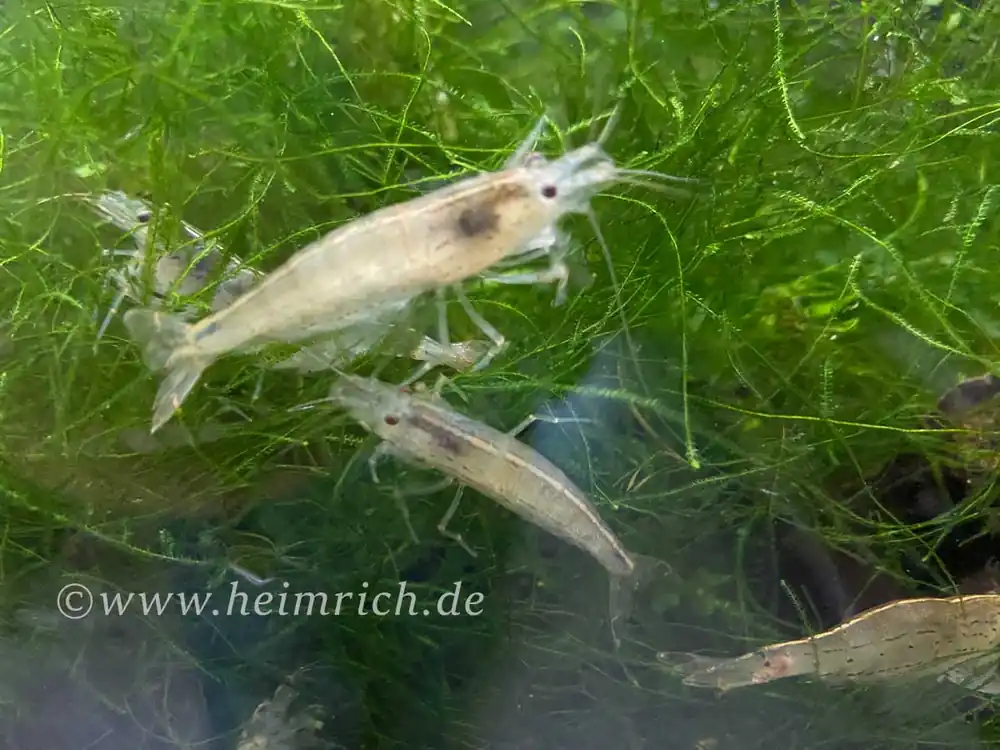 Sonderangebot Caridina multidentata , 30er-Gruppe (Amanogarnele King Size SHOW)-Copy