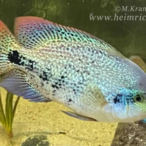 Nur Heute Vieja zonata, XL - female (Gürtelbuntbarsch)