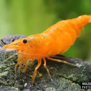 Neocaridina davidi (Zwerggarnele Orange) 10er-Gruppe Top-Seller