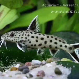 Synodontis lucipinnis 3er-Gruppe (Kleiner Leopard Fiederbartwels) Schnäppchen
