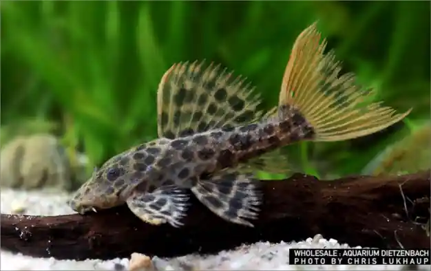 L114 Pseudacanthicus leopardus (Leopardkaktuswels) Must-Have