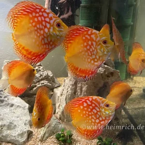 Wochenendangebot Diskus Rafflesia, 8cm 8er-Gruppe
