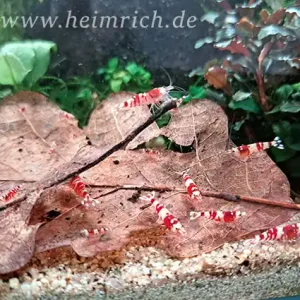 Red Fancy Tiger Zwerggarnele, 5er-Gruppe - Caridina spec. Neuheit