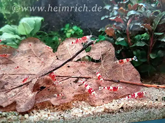 Red Fancy Tiger Zwerggarnele, 5er-Gruppe - Caridina spec. Neuheit