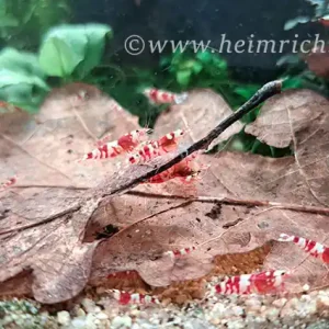 Red Fancy Tiger Zwerggarnele, 15er-Gruppe - Caridina spec. Geprüft