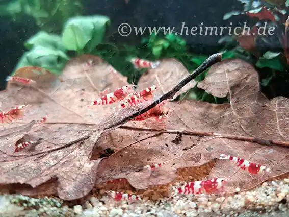 Red Fancy Tiger Zwerggarnele, 15er-Gruppe - Caridina spec. Geprüft