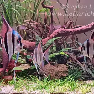 ALTUM-Skalar spec. ORINOCO RED, XXL 5er-Gruppe (Pterophyllum altum WFNZ) Bestpreis