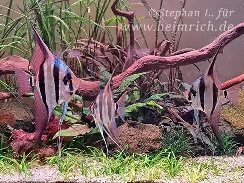 ALTUM-Skalar spec. ORINOCO RED, XXL 5er-Gruppe (Pterophyllum altum WFNZ) Bestpreis