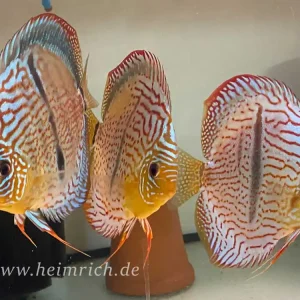 Meistverkauft Diskus Türkis Heckel - Größe 14cm