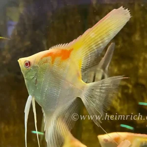 Jetzt Bestellen DANTUM-Albino-Skalar spec. Red Shoulder, large (Pt. altum - Zuchtform)