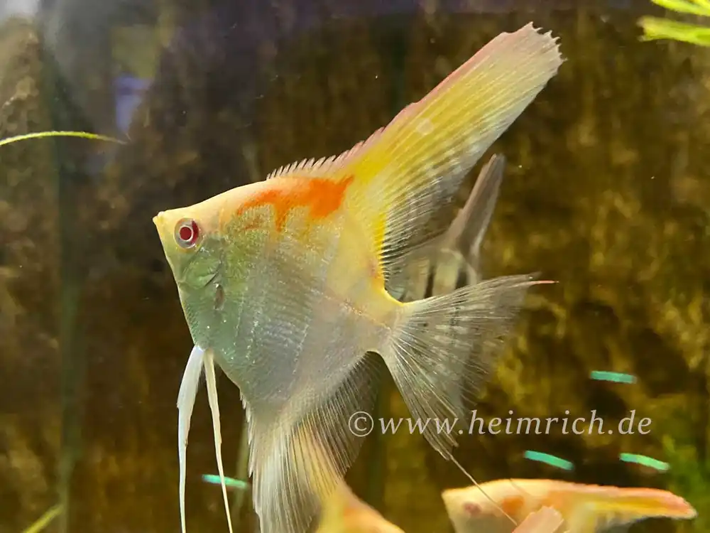 Jetzt Bestellen DANTUM-Albino-Skalar spec. Red Shoulder, large (Pt. altum - Zuchtform)