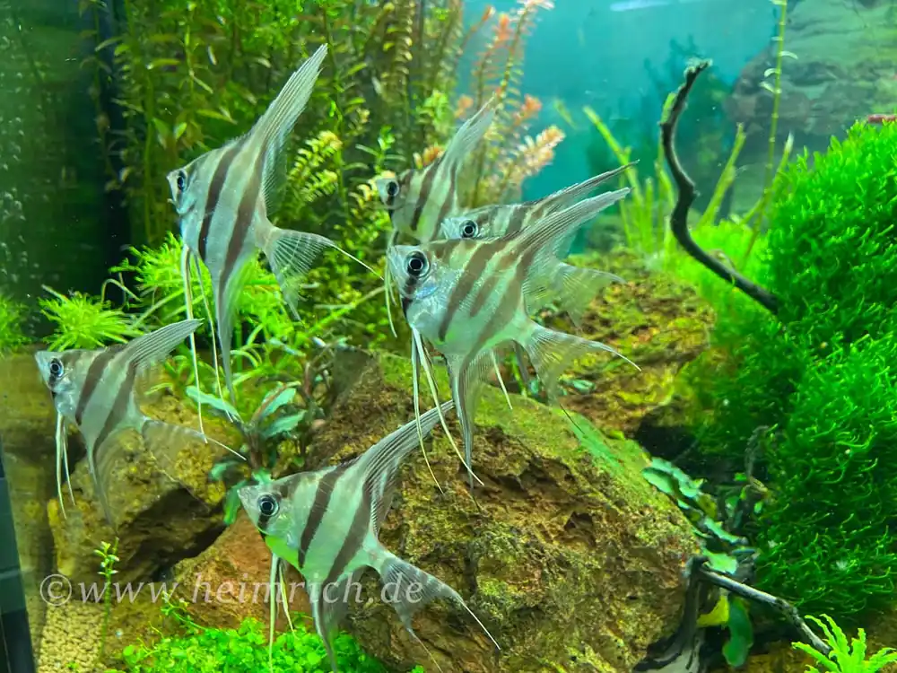Neuheit ALTUM-Skalar spec. RIO INIRIDA, large (Pterophyllum altum WFNZ)