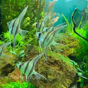 ALTUM-Skalar spec. RIO INIRIDA, large 6er-Gruppe (Pterophyllum altum WFNZ) Garantierte Lieferung
