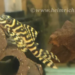 Neu Im Sortiment L333 Hypancistrus spec. Königstiger Harnischwels, lg