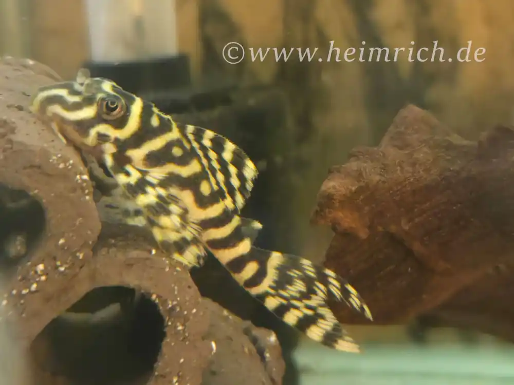 Neu Im Sortiment L333 Hypancistrus spec. Königstiger Harnischwels, lg