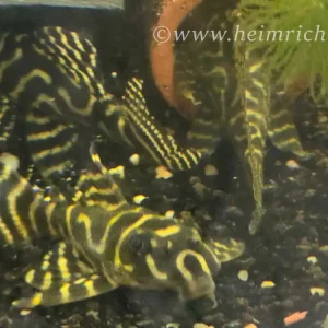 Ausverkauf L333 Hypancistrus spec. Königstiger Harnischwels, XL