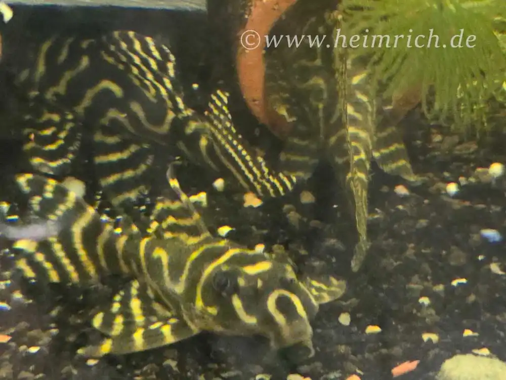 Ausverkauf L333 Hypancistrus spec. Königstiger Harnischwels, XL