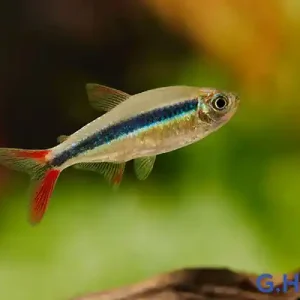 Thayeria boehlkei Red Fin, lg (Rotflossen-Schrägschwimmer) Wochenendangebot