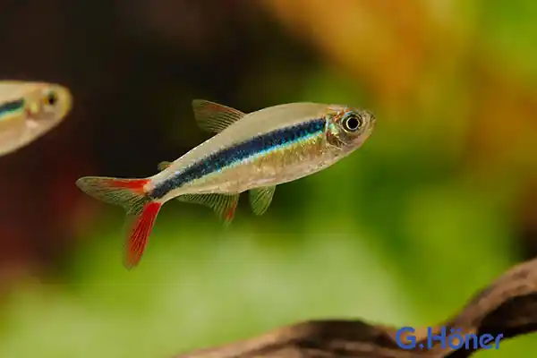 Thayeria boehlkei Red Fin, lg (Rotflossen-Schrägschwimmer) Wochenendangebot