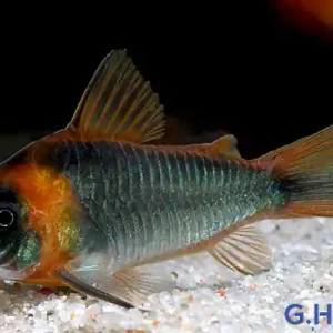 Preisreduziert Corydoras eques tefe, XL 5er-Gruppe (Dreieckspanzerwels)