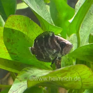Polycentrus schomburgkii, female (Schomburgks Vielstachler) Sichere Zahlung