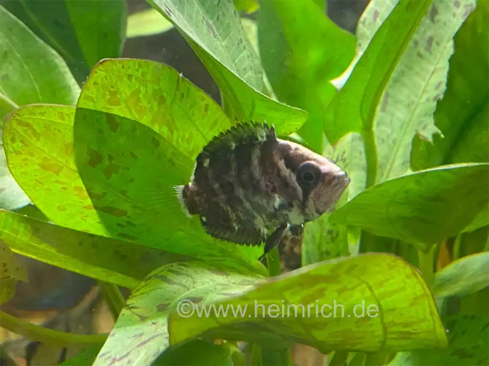 Polycentrus schomburgkii, female (Schomburgks Vielstachler) Sichere Zahlung