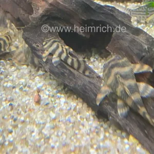 Super-Preis Peckoltia spec L38, lg 5er-Gruppe (L38-Gebänderter Zwergschilderwels)