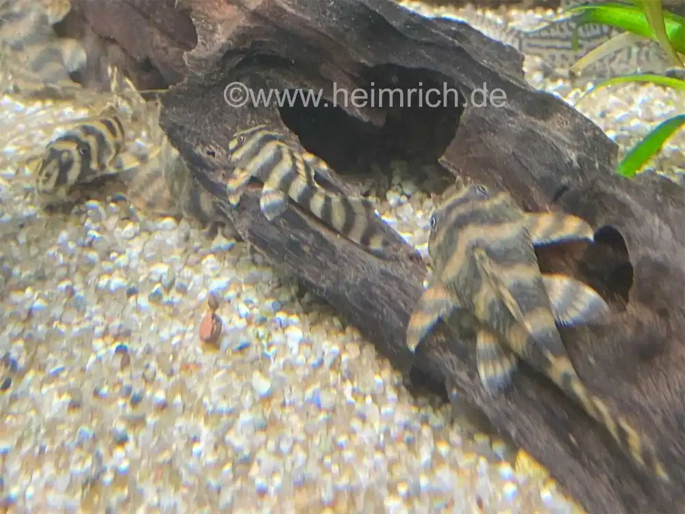 Super-Preis Peckoltia spec L38, lg 5er-Gruppe (L38-Gebänderter Zwergschilderwels)